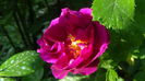 DSC00794