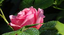 DSC00798