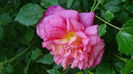 DSC00837