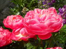 DSCN7006