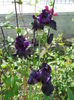 DSCN7009