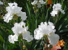 DSCN7011