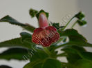 New 2015-  Kohleria Luci s Rays