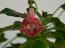 New 2015-  Kohleria Luci s Rays