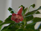 New 2015-  Kohleria Luci s Rays
