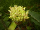 Allium schubertii (2015, May 07)