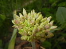 Allium schubertii (2015, May 08)