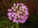 Allium Purple Sensation (2015, May 08)
