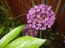 Allium Purple Sensation (2015, May 08)