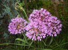 Allium Purple Sensation (2015, May 08)
