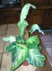 calathea primita poza 2