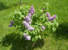 Lilac Ruhm von Horstenstein (`15,May03)