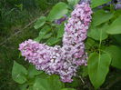 Lilac Ruhm von Horstenstein (`15,May03)