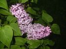 Lilac Ruhm von Horstenstein (`15,May03)