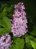 Lilac Ruhm von Horstenstein (`15,May03)