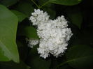 White Lilac Tree (2015, May 03)