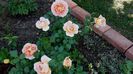 Abraham Darby tufa 1