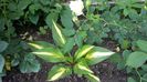 Hosta Chery Berri (cred..)