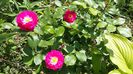 Bordure magenta-Delbart