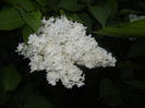 White Lilac Tree (2015, May 03)