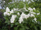 White Lilac Tree (2015, May 03)