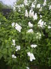 White Lilac Tree (2015, May 03)