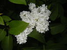 White Lilac Tree (2015, May 03)