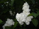 White Lilac Tree (2015, May 03)