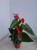 Anthurium rosu (spadix galben)