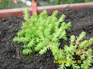 SEDUM HAKONENSE CHOCOLATE BALL