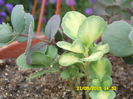 SEDUM VARIEGAT PRIMIT