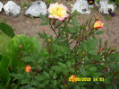SAM_0039