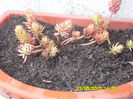 SEDUM RUPESTRE ANGELINA