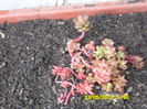 SEDUM OREGANUM