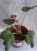 Begonia fimbriata roz