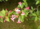 Weigela roz mai 2015