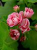 Australian Pink Rosebud