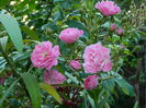 DSCN7516