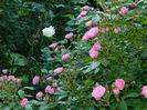 DSCN7517
