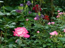 DSCN7518