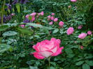 DSCN7519