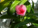 DSCN7564