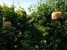 DSCN7571