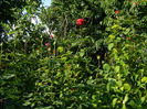 DSCN7572