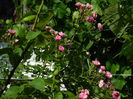 DSCN7582