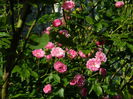 DSCN7587