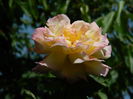 DSCN7612