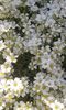 Cerastium