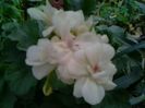 galben%u0103