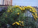 DSC06981